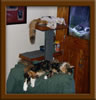 Calico Maine Coon Queen